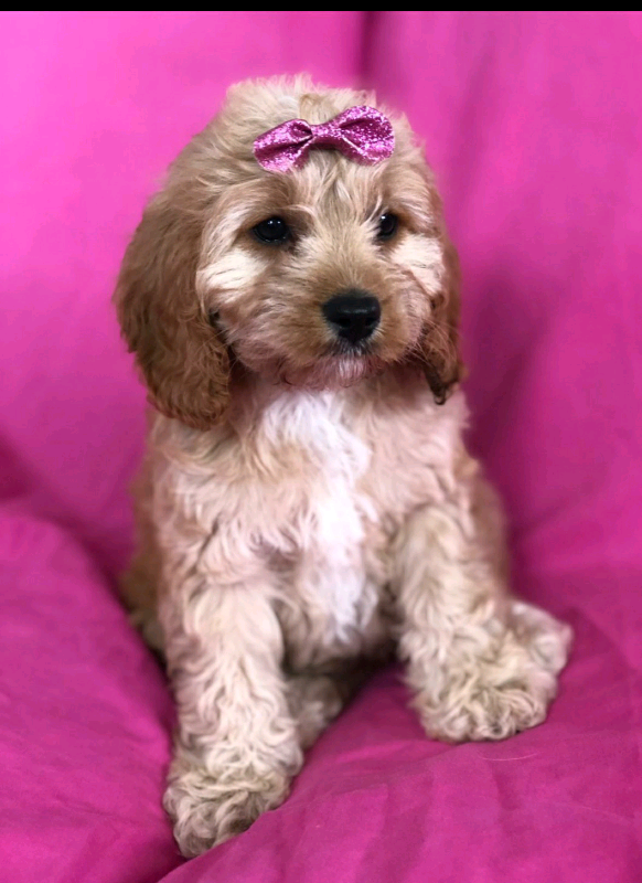 gumtree cavapoo puppies